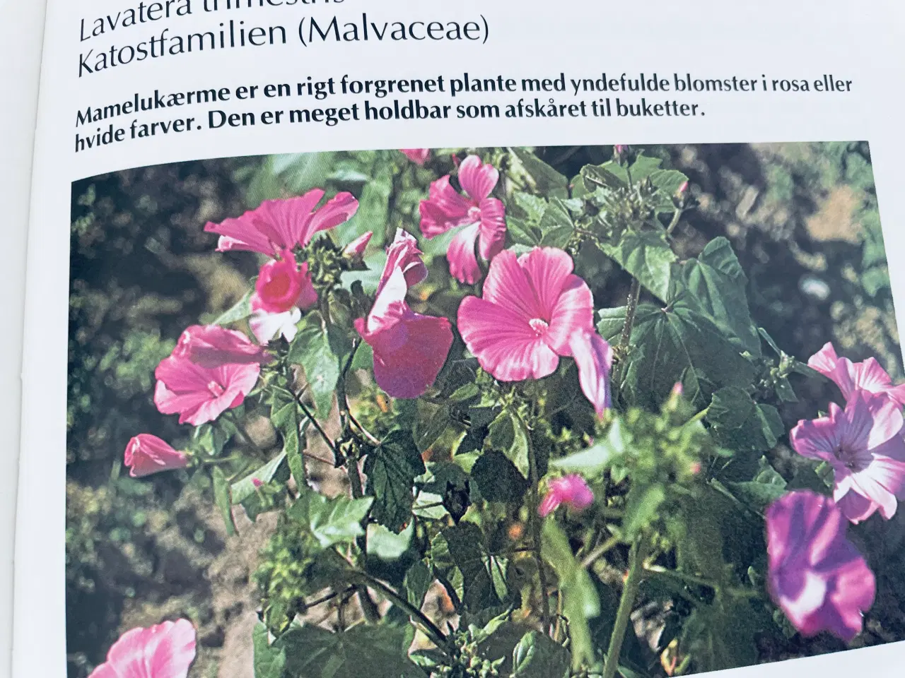 Billede 11 - Alt om stueplanter 
