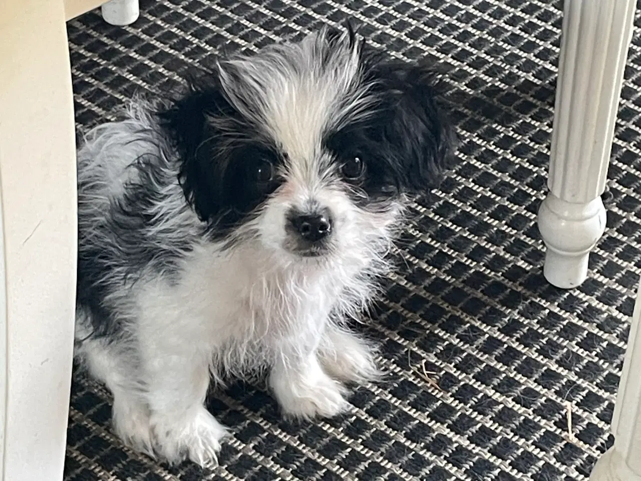 Billede 6 - Cavalier/ Yorkshire terrier 
