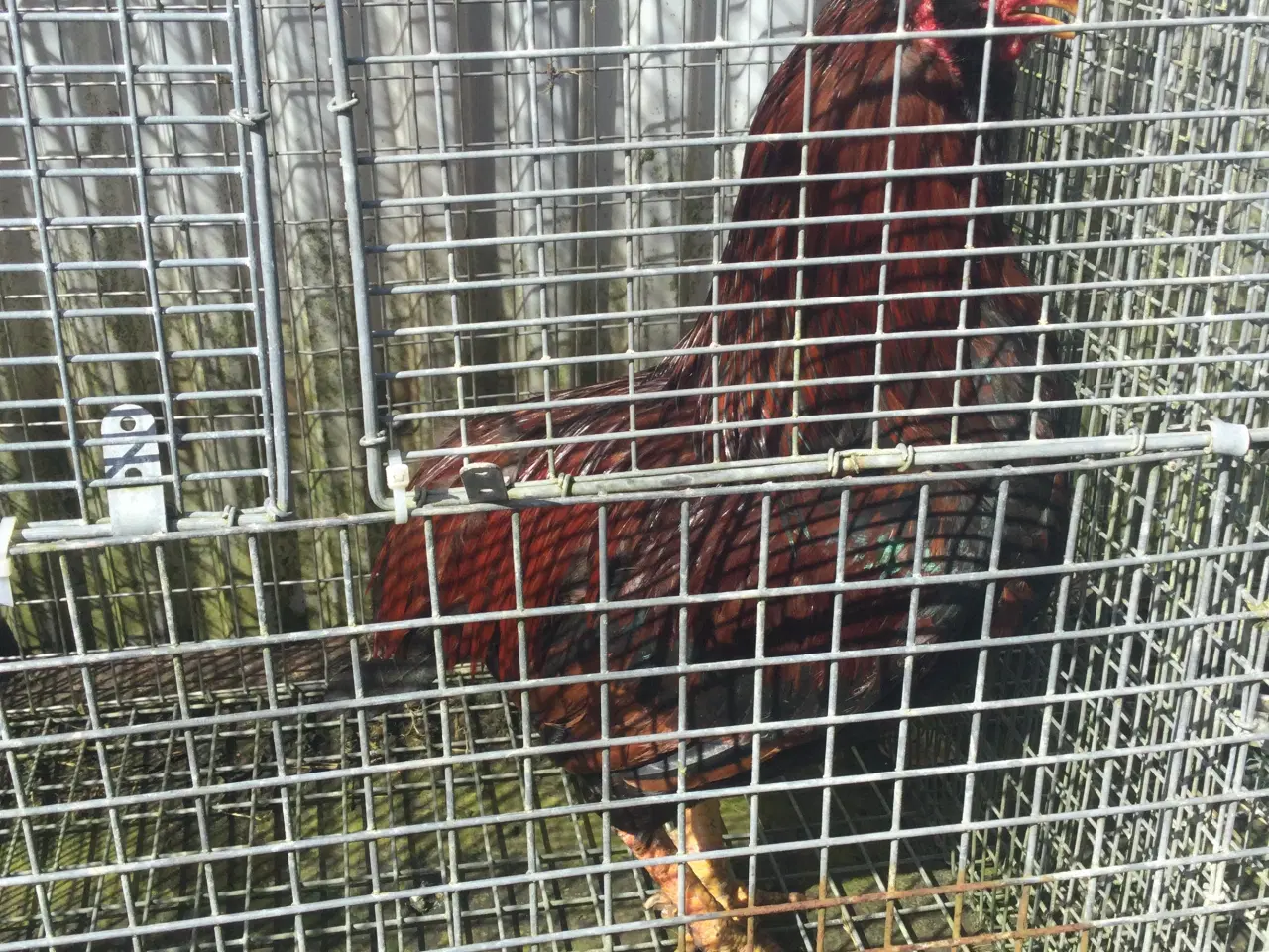 Billede 2 - Store flotte haner