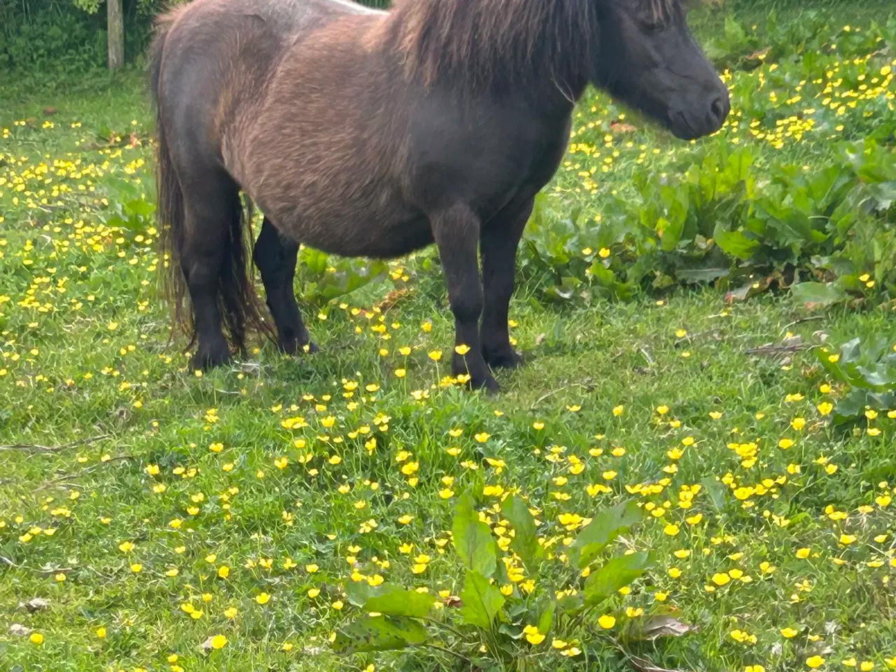 Billede 3 - minishetlænder