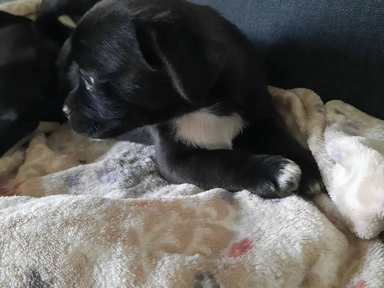 Billede 5 - Jack russel terrie og mops hvalpe 