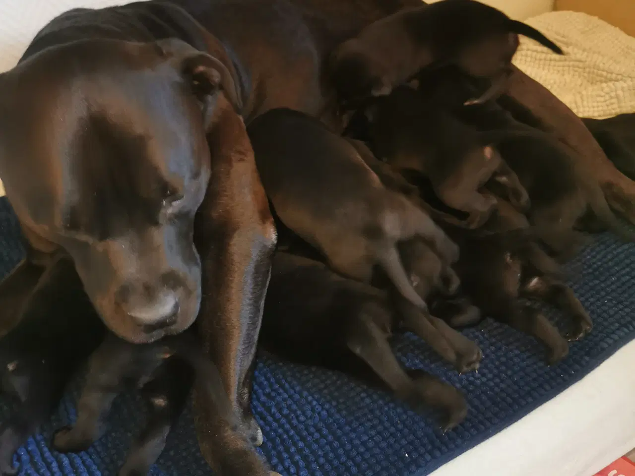 Billede 4 - Blandings hvalpe rottweiler blanding /labrador 