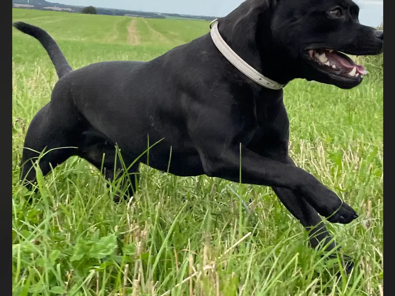 Billede 7 - Staffordshire Bullterrier med stamtavle