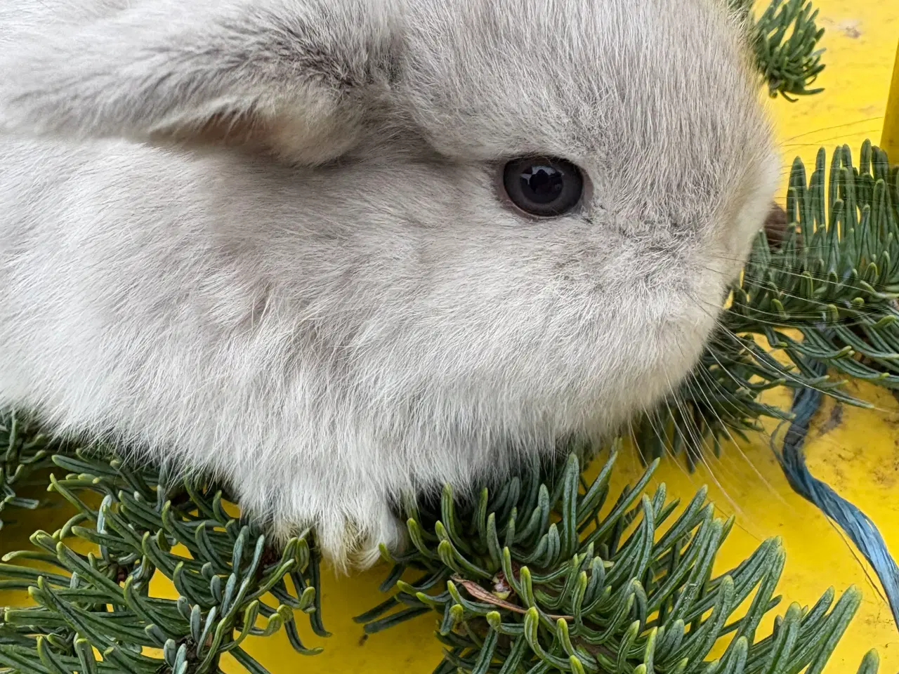 Billede 2 - Minilops 