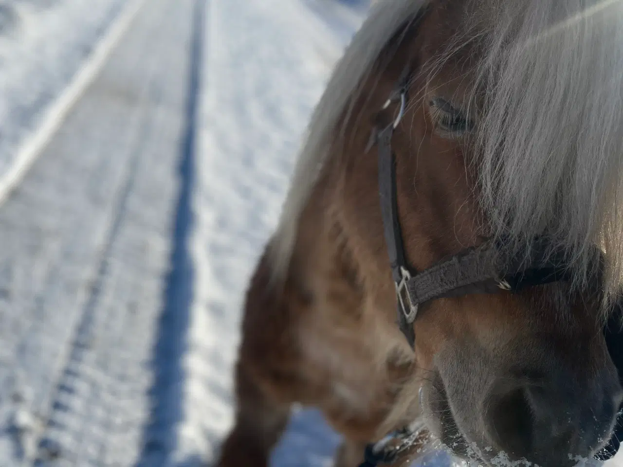 Billede 6 - Shetlands vallak - 6 år