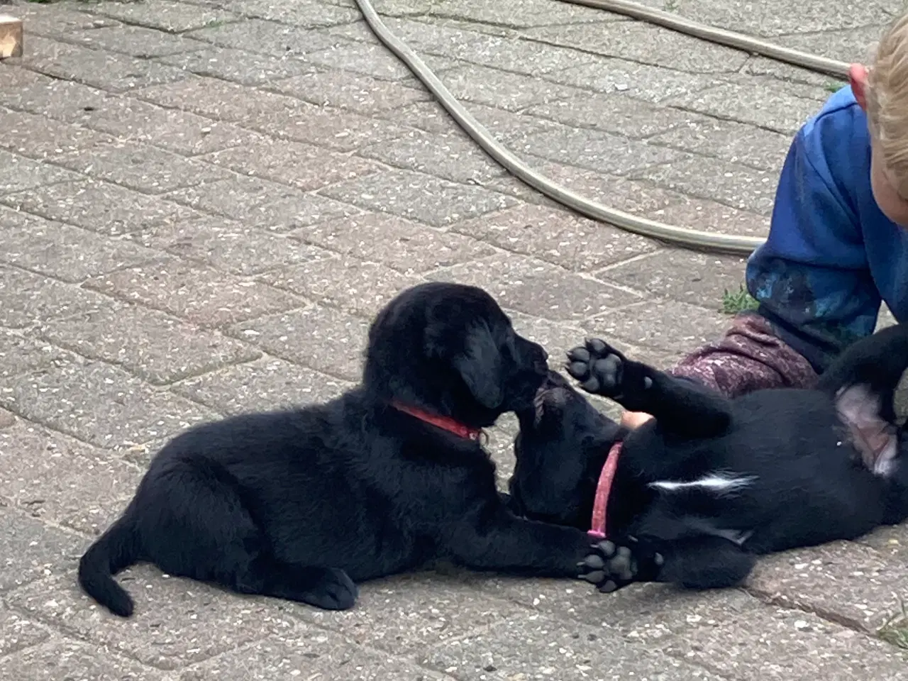 Billede 6 - Labrador hvalpe 