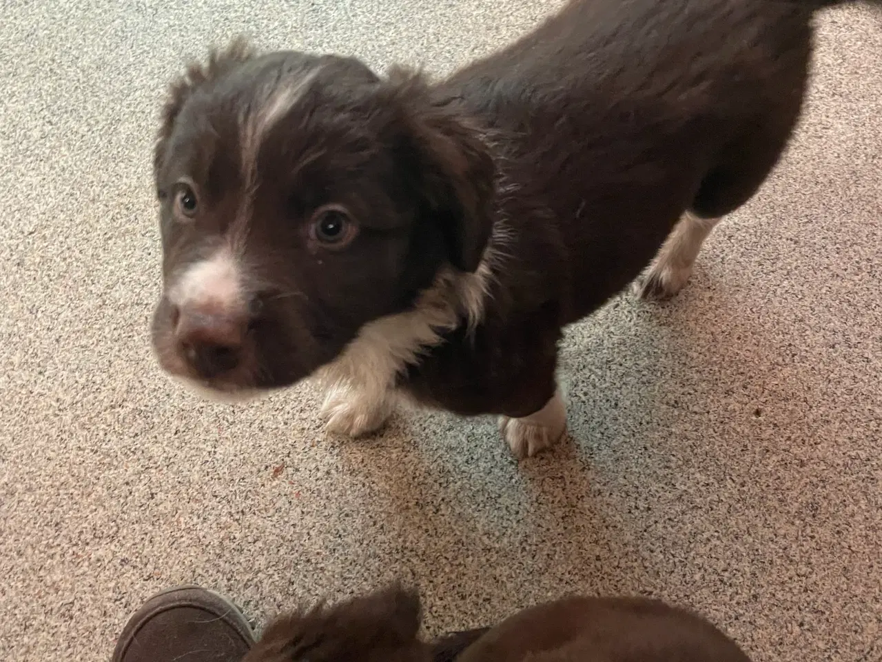 Billede 3 - Springer spaniel