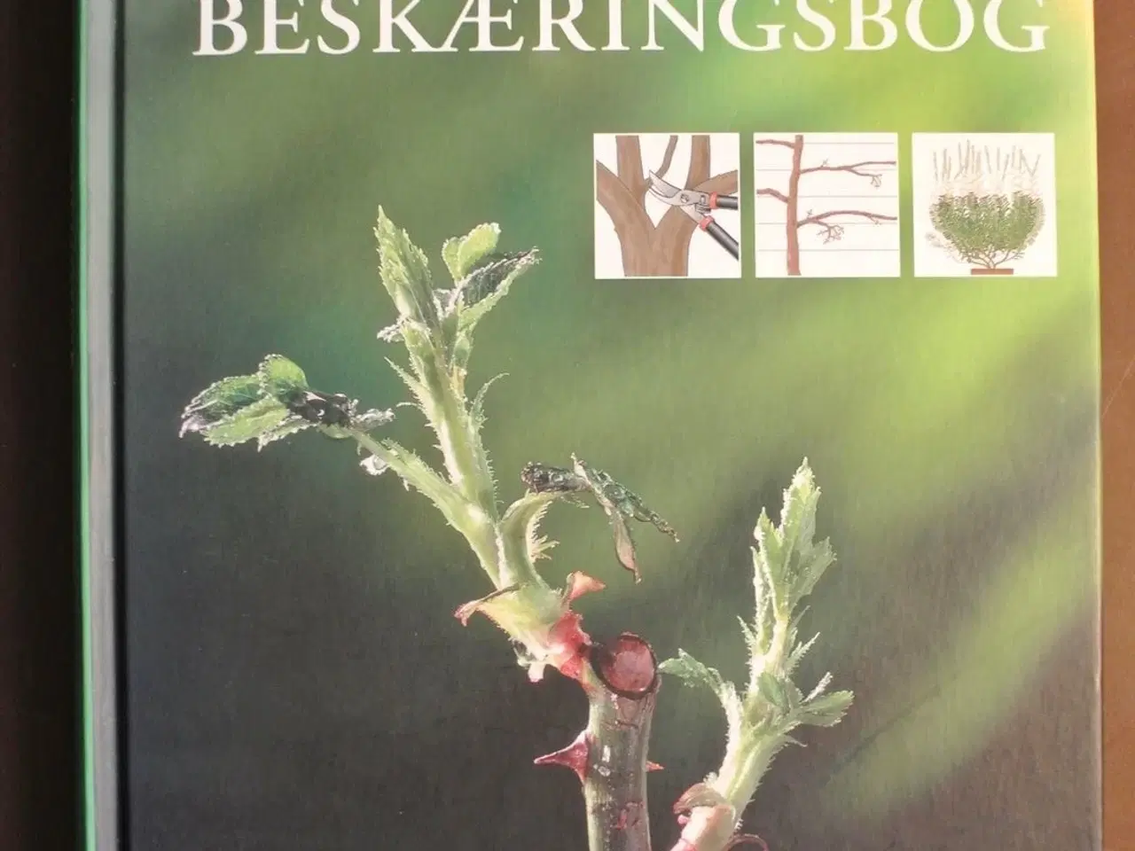 Billede 1 - aschehougs beskæringsbog, af steve bradley, emne: 