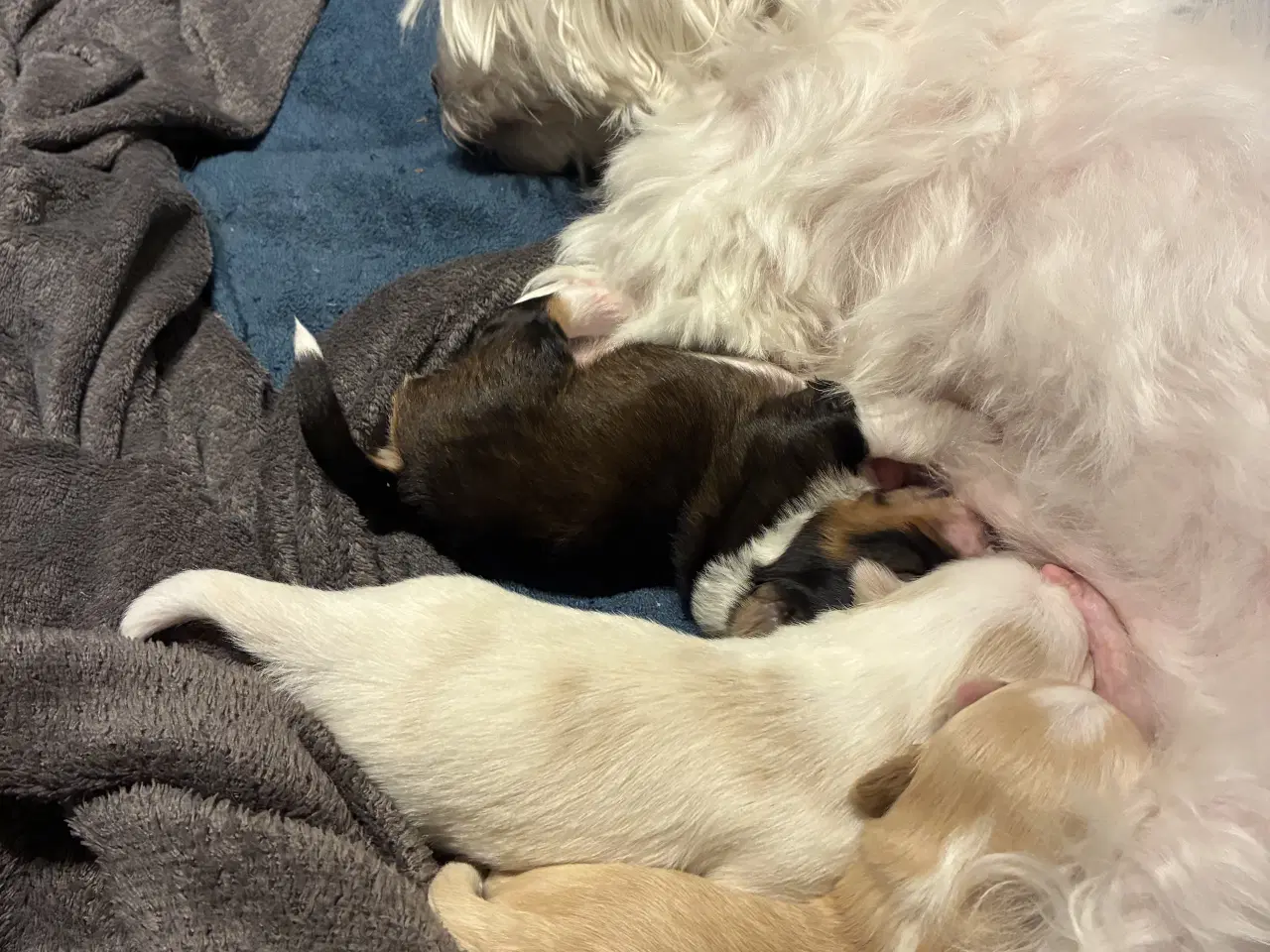 Billede 16 - Søde små Havaton hvalpe