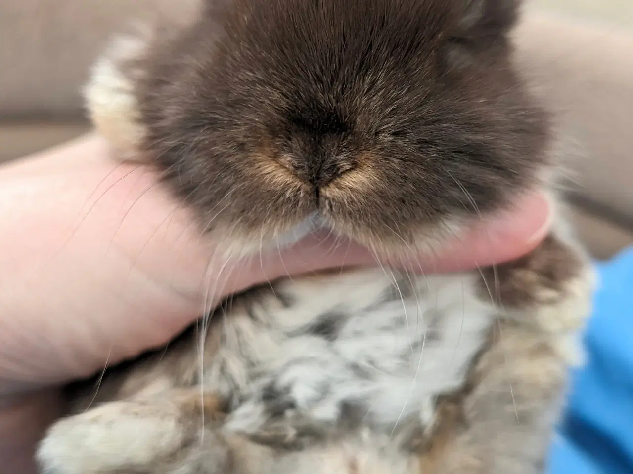 Billede 4 - Minilop kaninunge sælges 