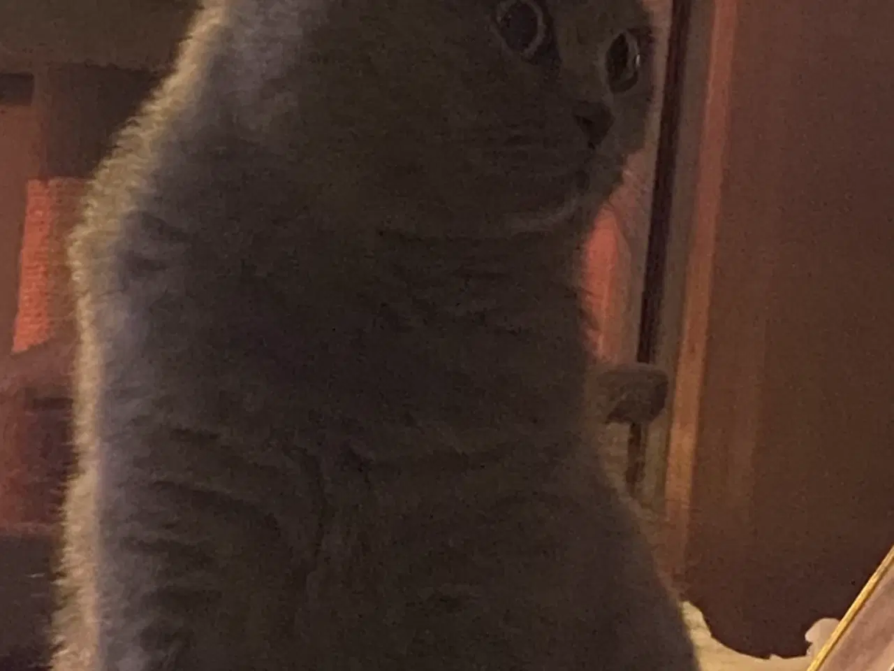 Billede 12 - Den sødeste Misse 🐱 