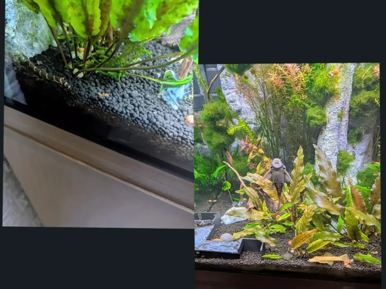 Billede 16 - Juwel akvarie 125L