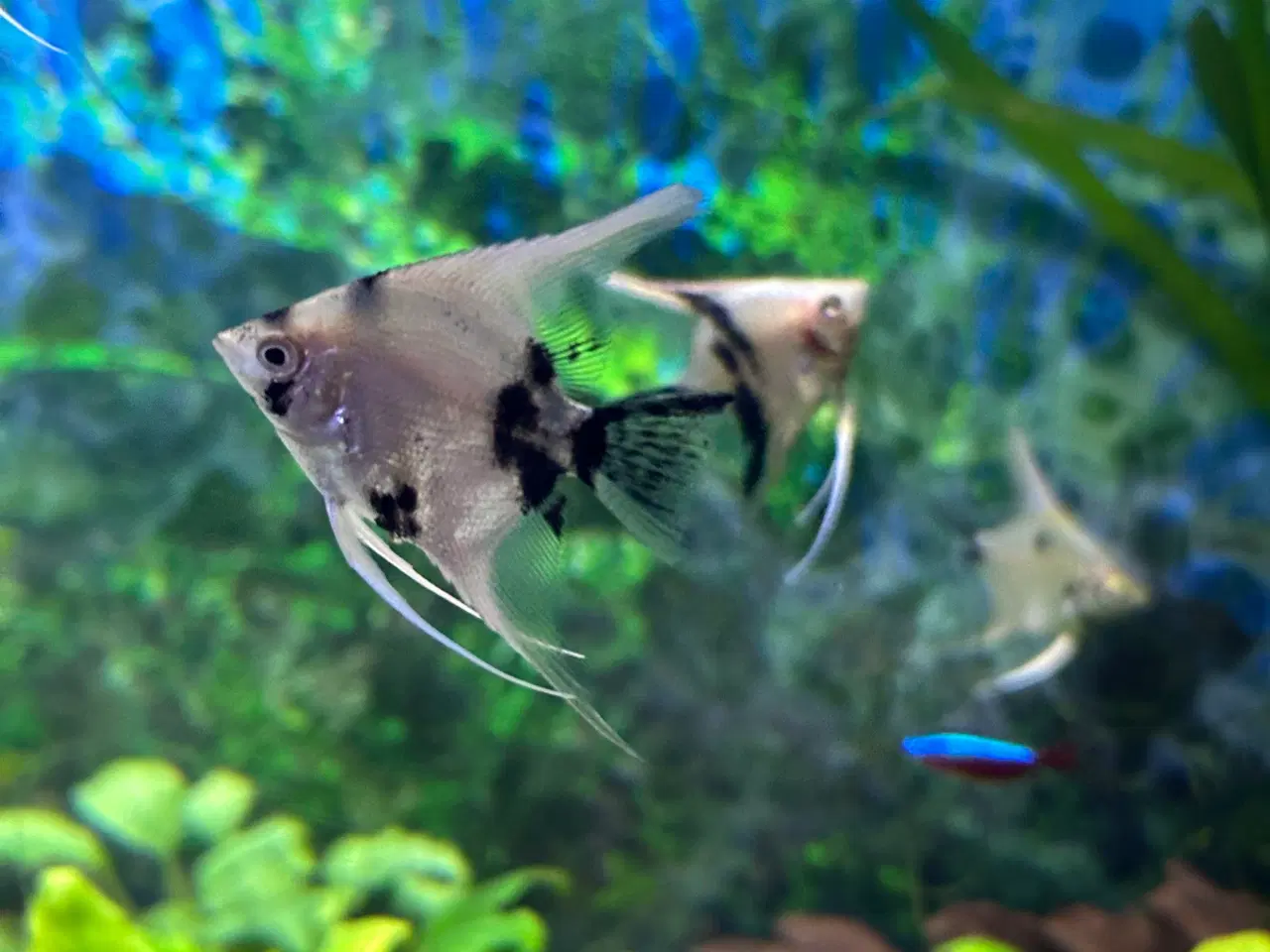 Billede 3 - Koi Scalare (Pterophyllum scalare),