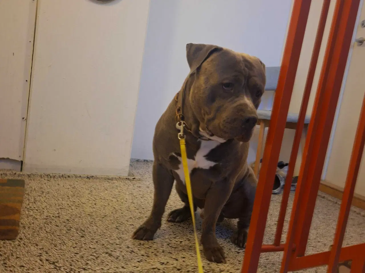 Billede 5 - American Bully fra Lionheart bullies med Stamtavle