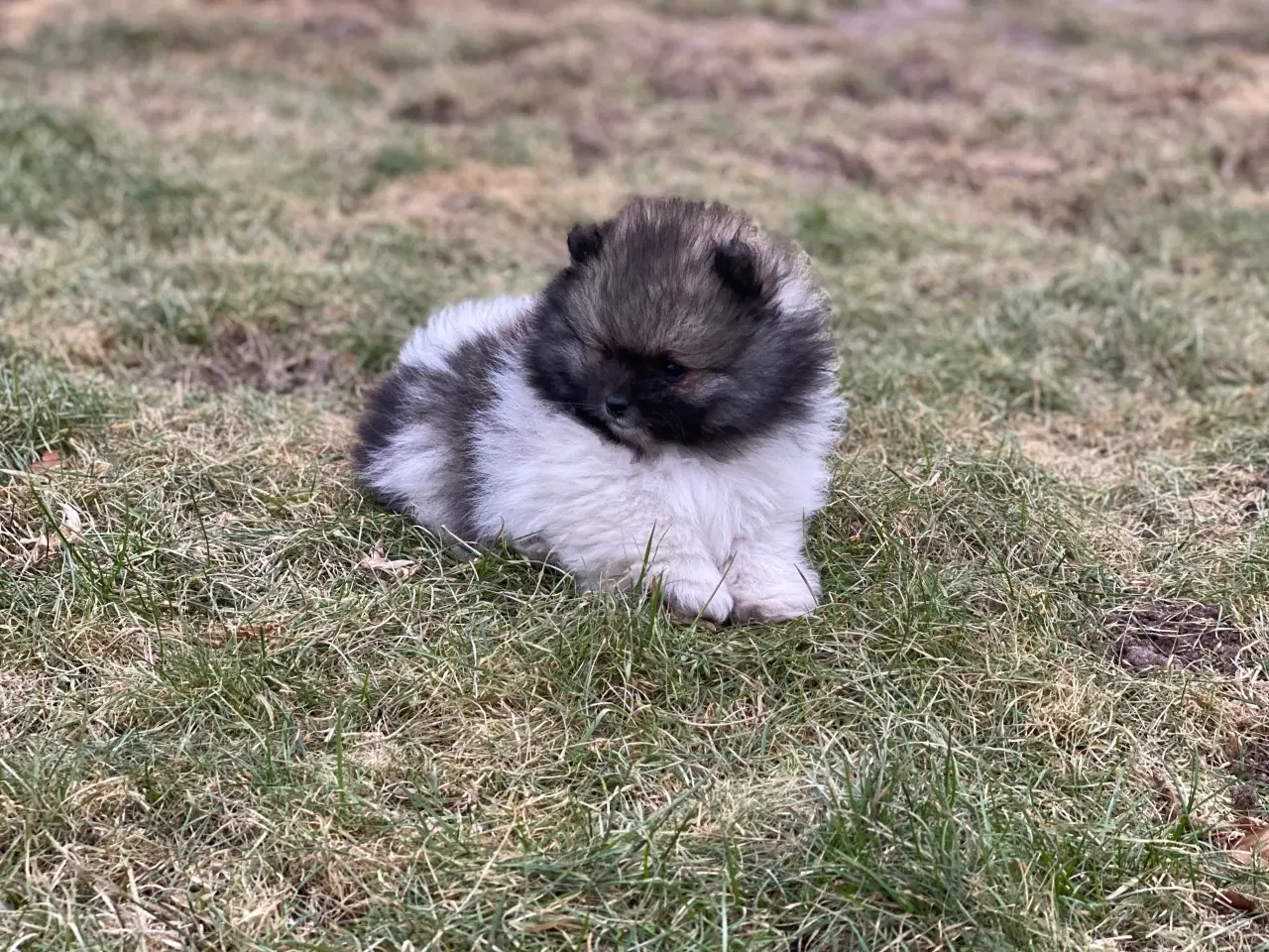 Billede 6 - DKK skønne Pomeranian drenge 
