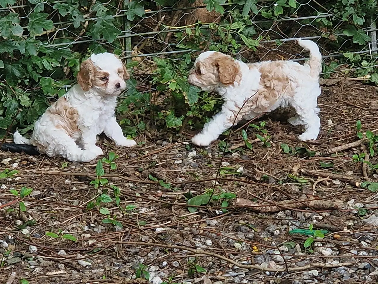 Billede 3 - Cavapoo hvalpe