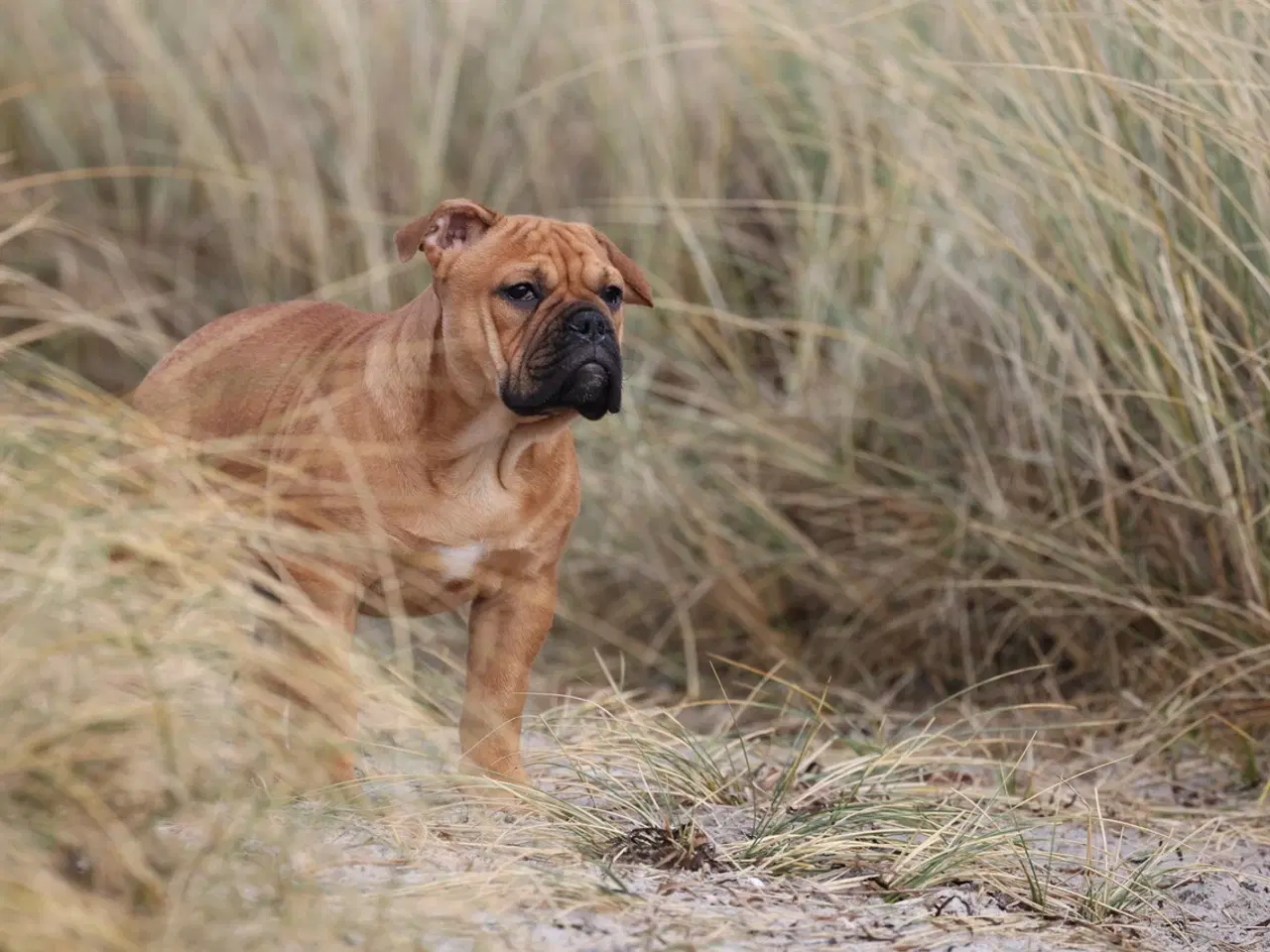 Billede 11 - Old English Bulldog 