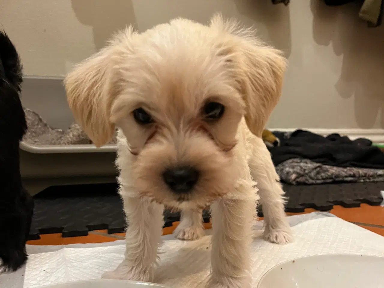 Billede 3 - Bichon Havanais/Jack Russel x Schnauzer tæve (gade