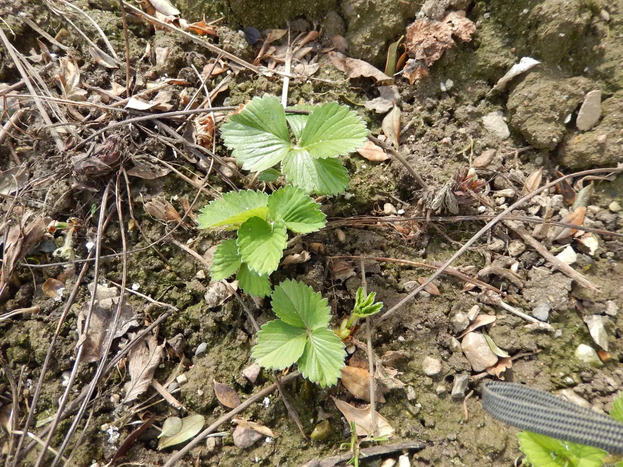 Billede 1 - Jordbærplanter