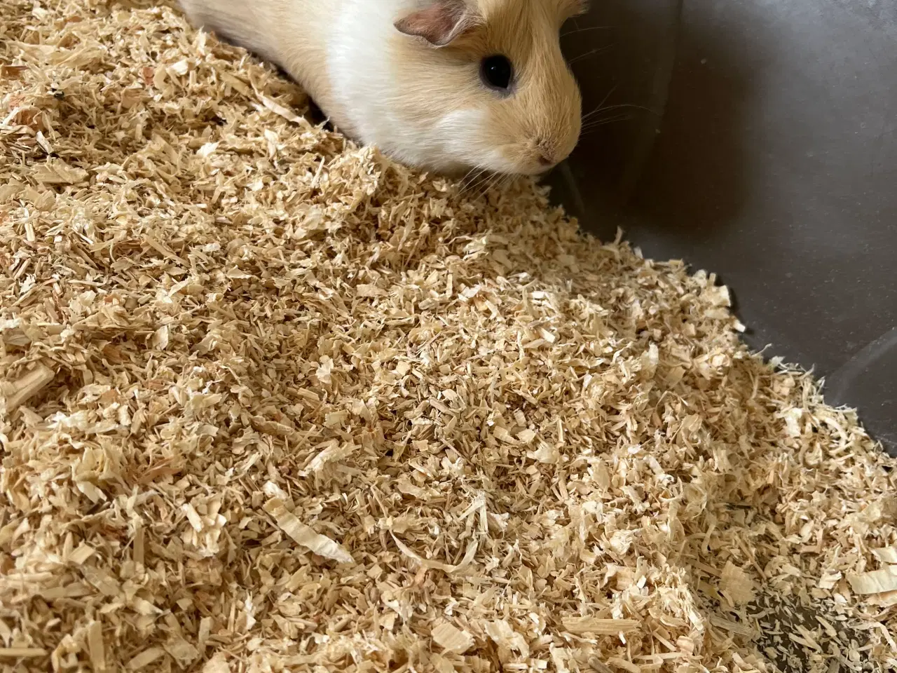 Billede 1 - Hun marsvin 