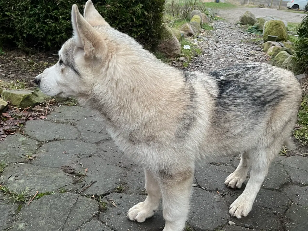 Billede 2 - Imponerende flot Malamute