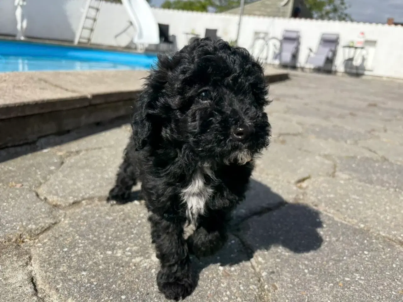 Billede 5 - Maltipoo-hvalpe med charme og krudt i halen!