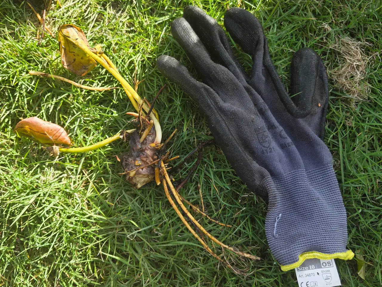 Billede 2 - Åkander røde /hvide