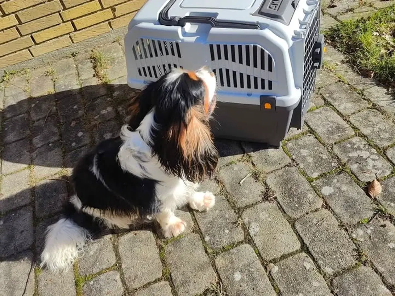 Billede 1 - Skudo transportkasse