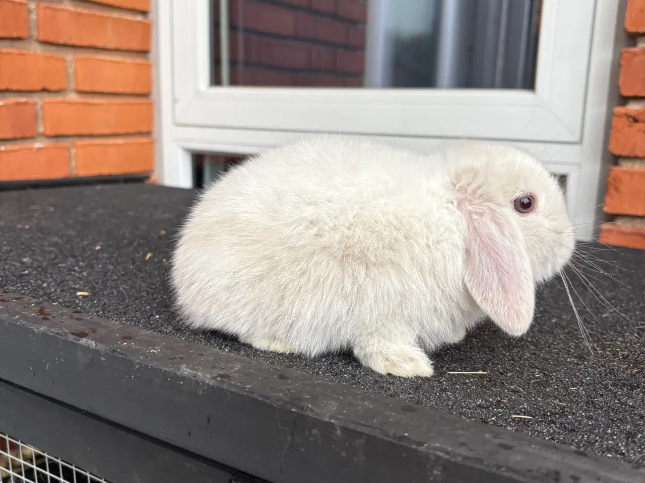 Billede 4 - Mini lop hun kanin