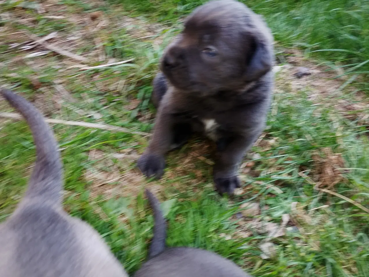 Billede 3 - Cane Corso hvalpe med de sødeste blå øjne 