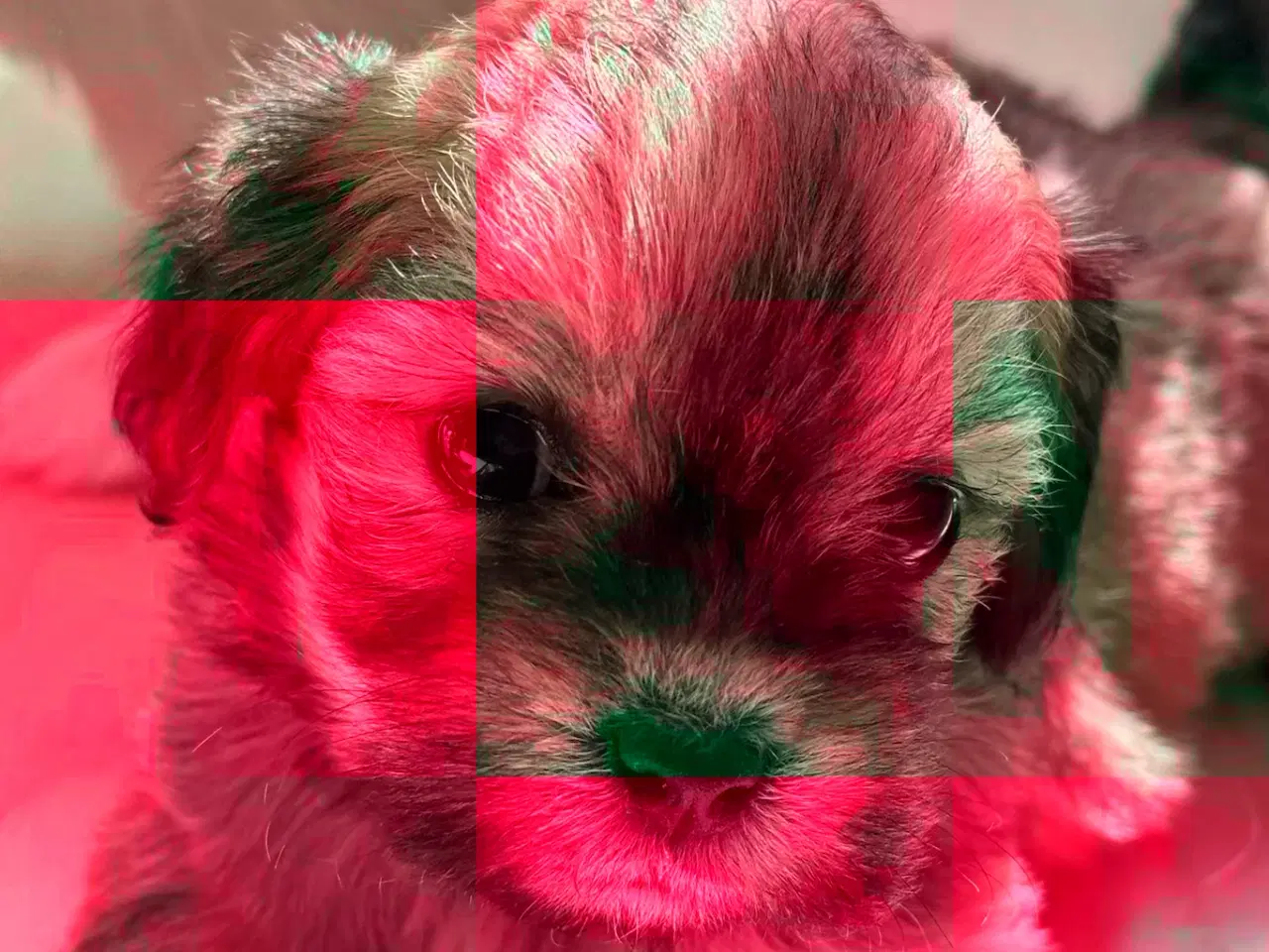 Billede 4 - Lhasa apso hvalpe
