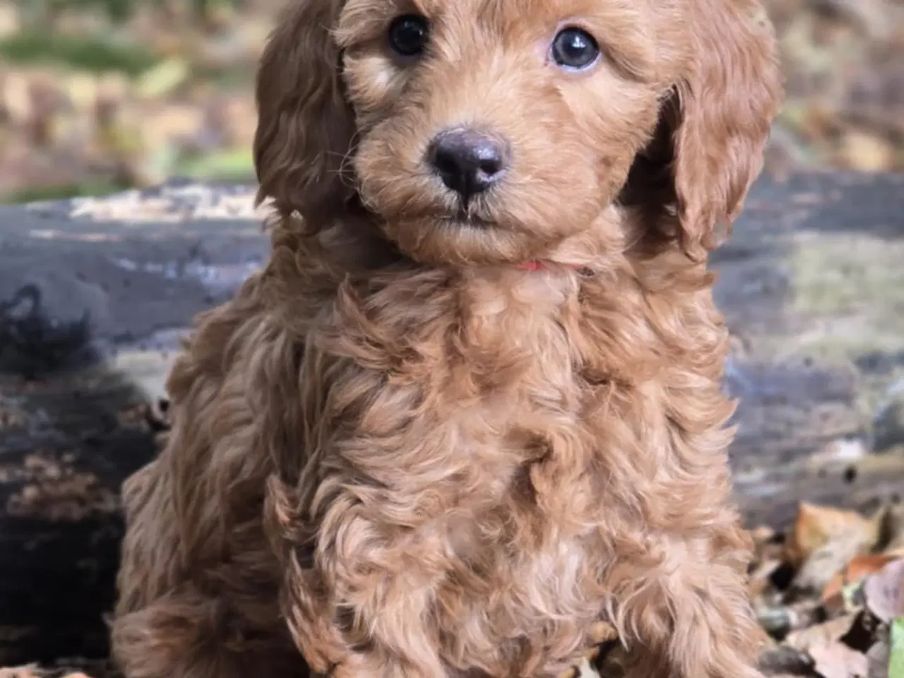 Billede 6 - Labradoodle F1B hvalpe