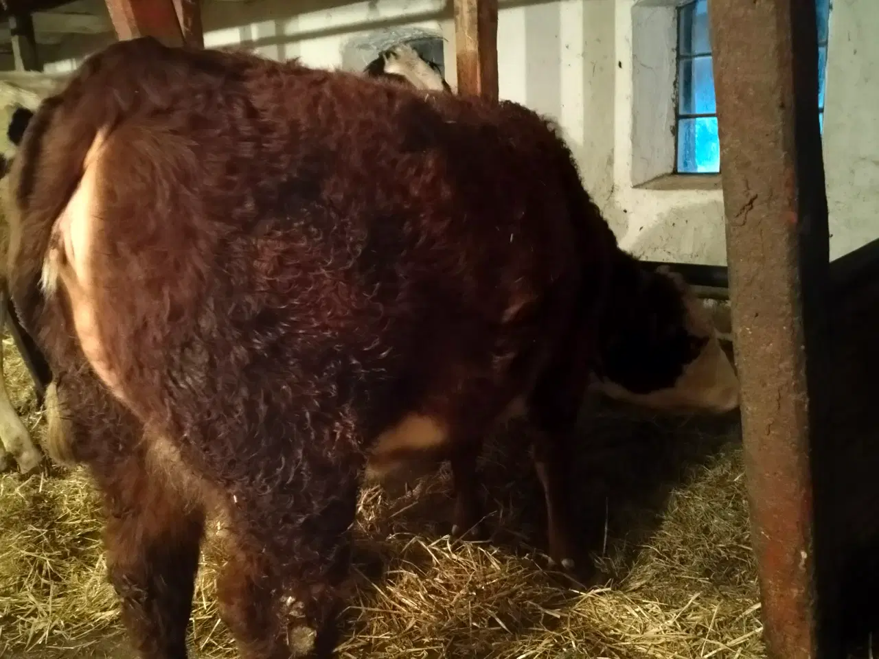 Billede 1 - Herfort x kvie