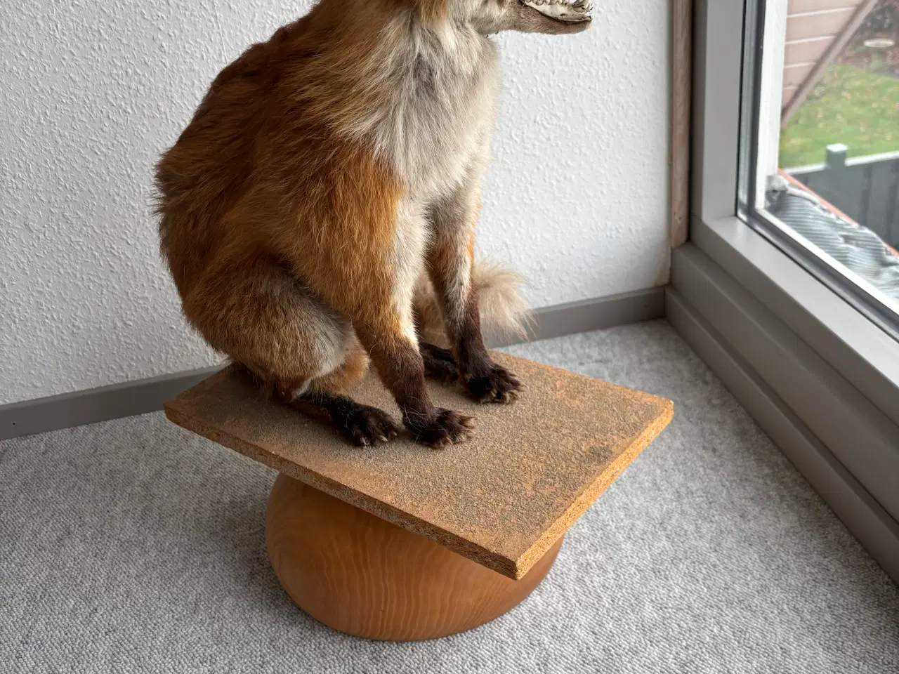 Billede 1 - Siddende udstoppet Ræv