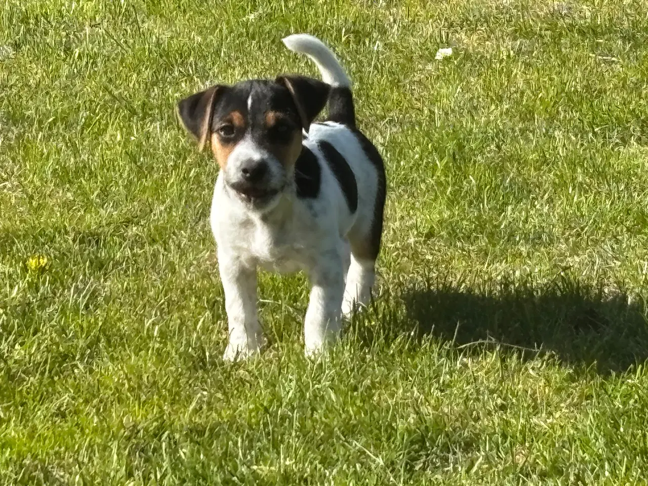 Billede 1 - Fantastisk Jack Russel Hvalp