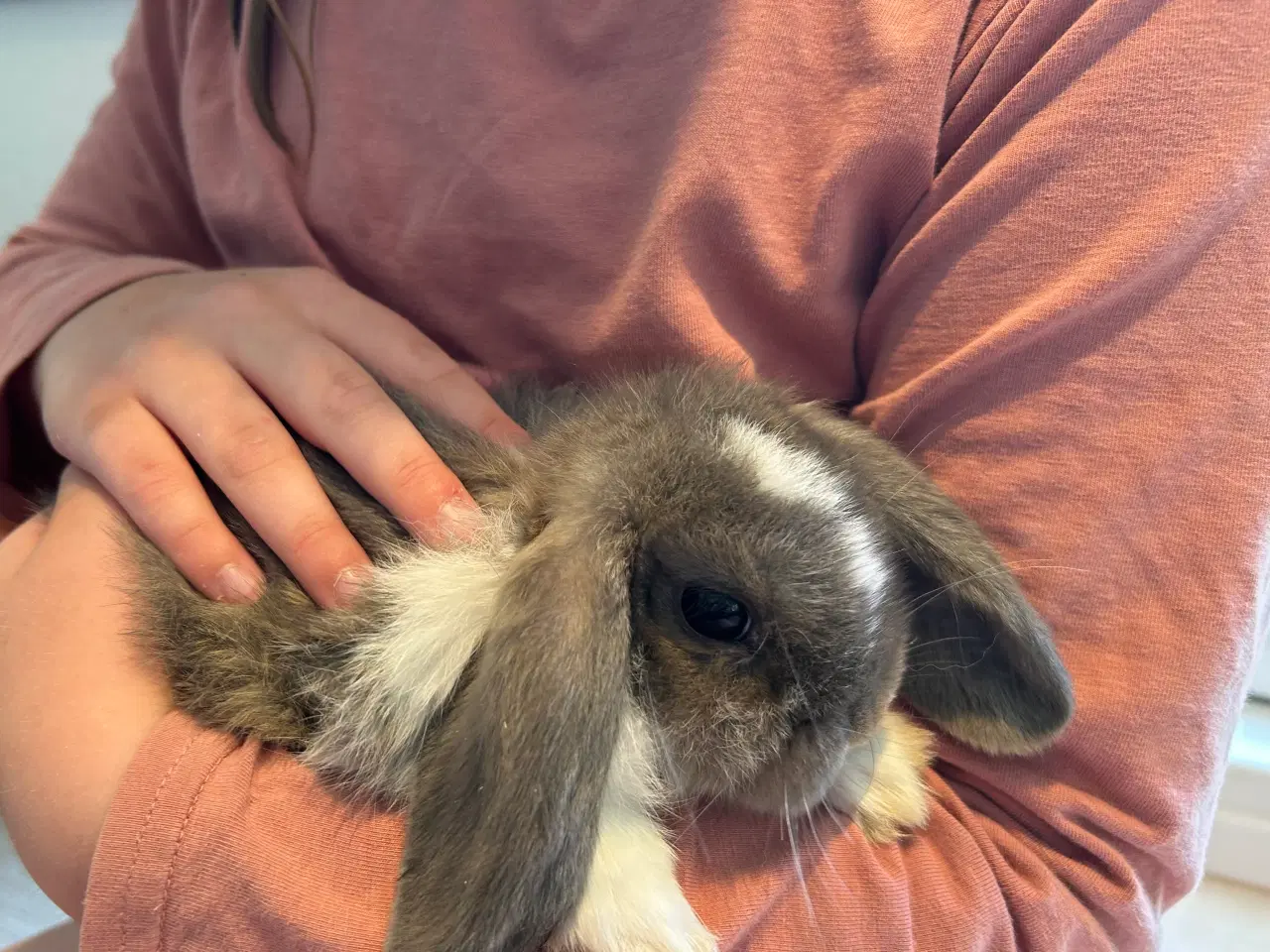 Billede 3 - Kaninunger - De bedste kæleracer