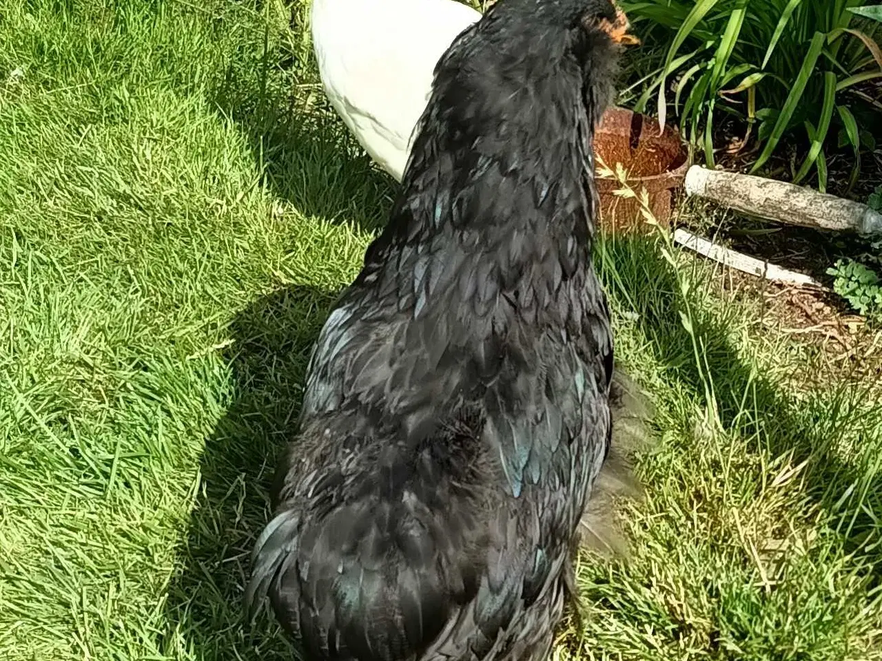 Billede 7 - Araucana hane