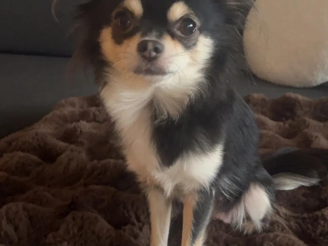 Billede 3 - Langhåret chihuahua pige