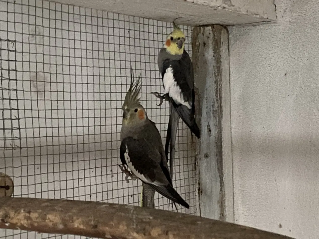 Billede 1 - Nymfeparakitpar 