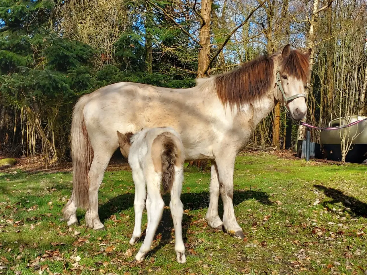 Billede 2 - Unik moldottbroget hoppe med føl