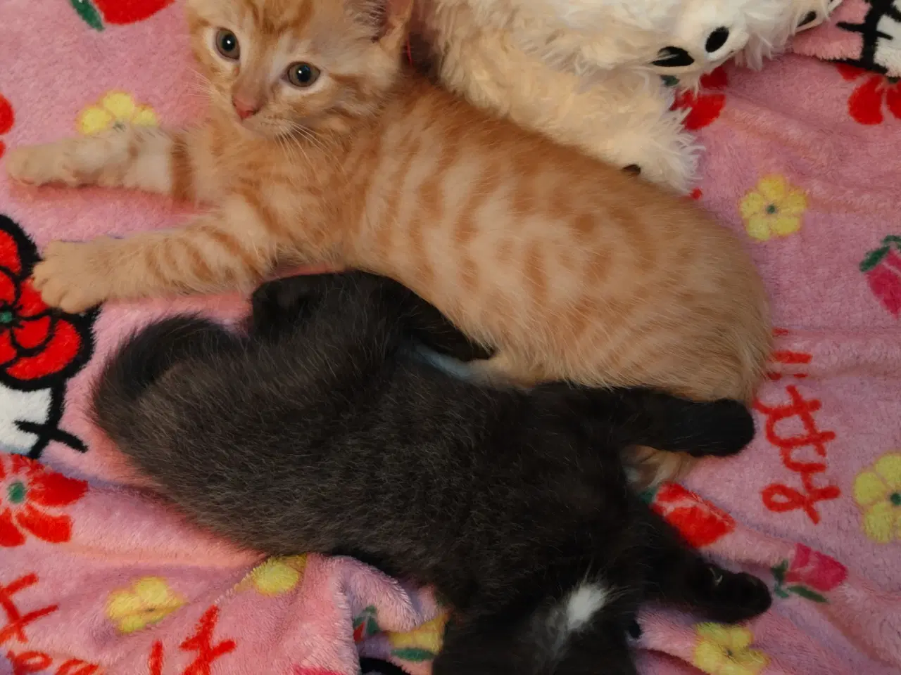 Billede 8 - Ragdoll/ marinecoon blanding 