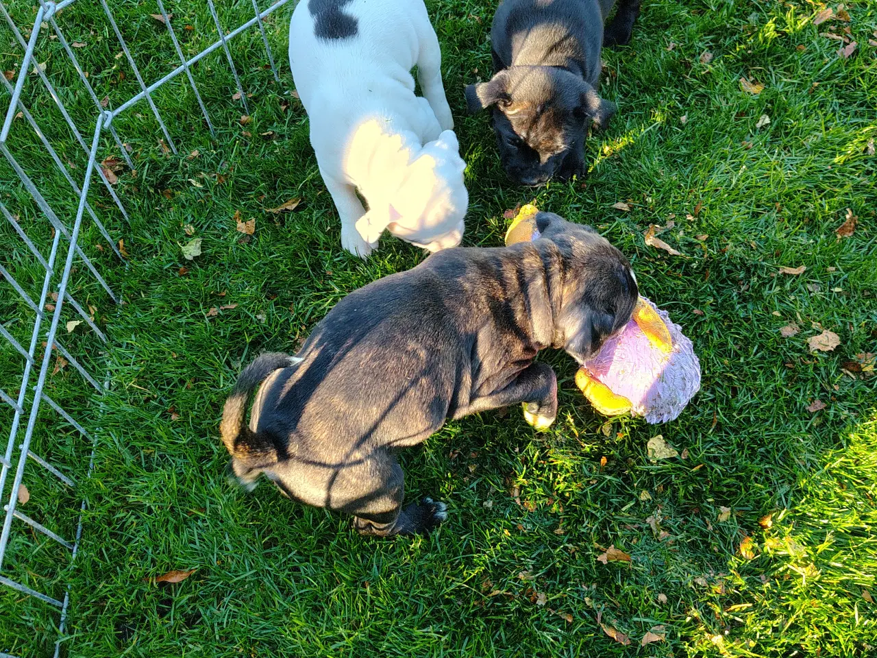Billede 12 - Engelsk Staffordshire bull terrier 