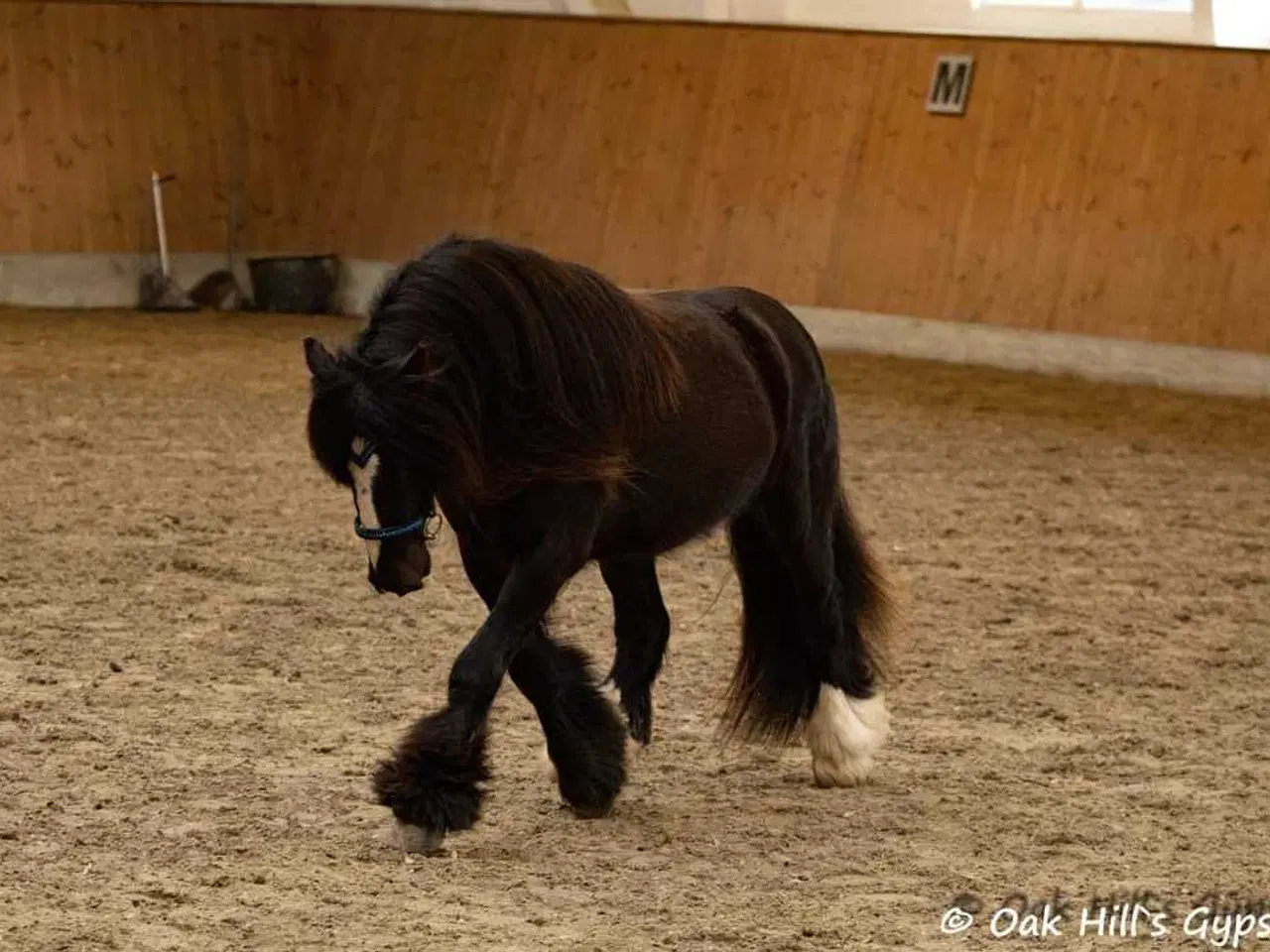 Billede 3 - Gypsy Vallak 