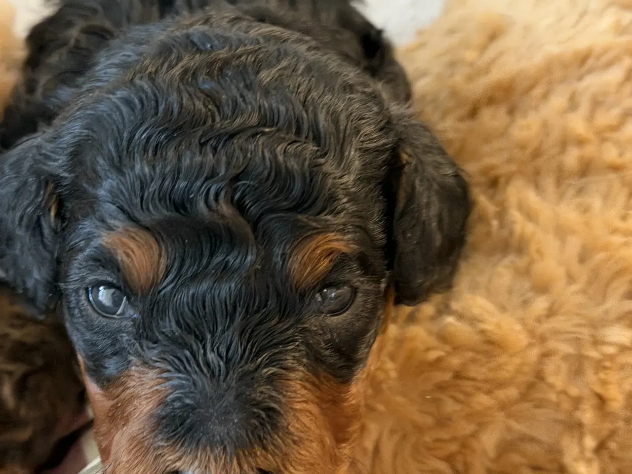 Billede 3 - Cavapoo  slut Maj 