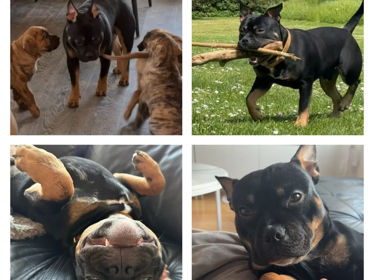 Billede 2 - Blandingshund søger foreverhome