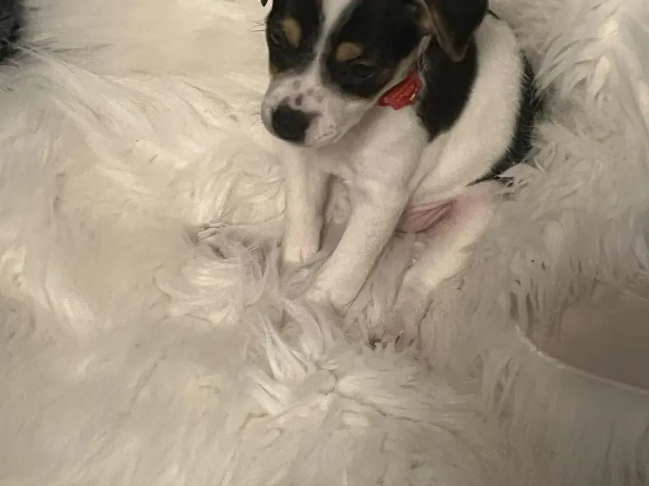Billede 6 - Dansk svensk gårdhund 