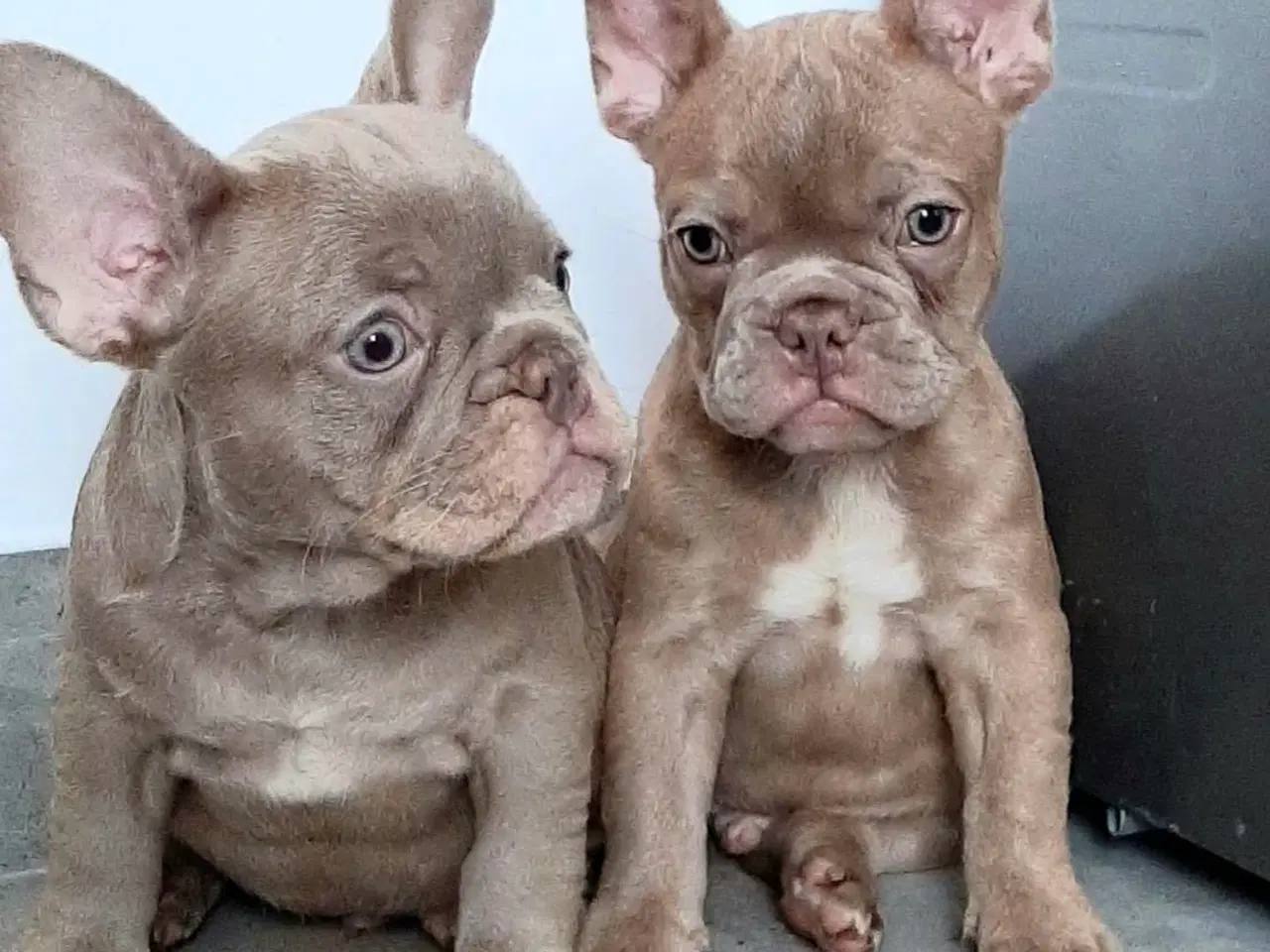 Billede 3 - Fransk bulldog Isabella drenge 