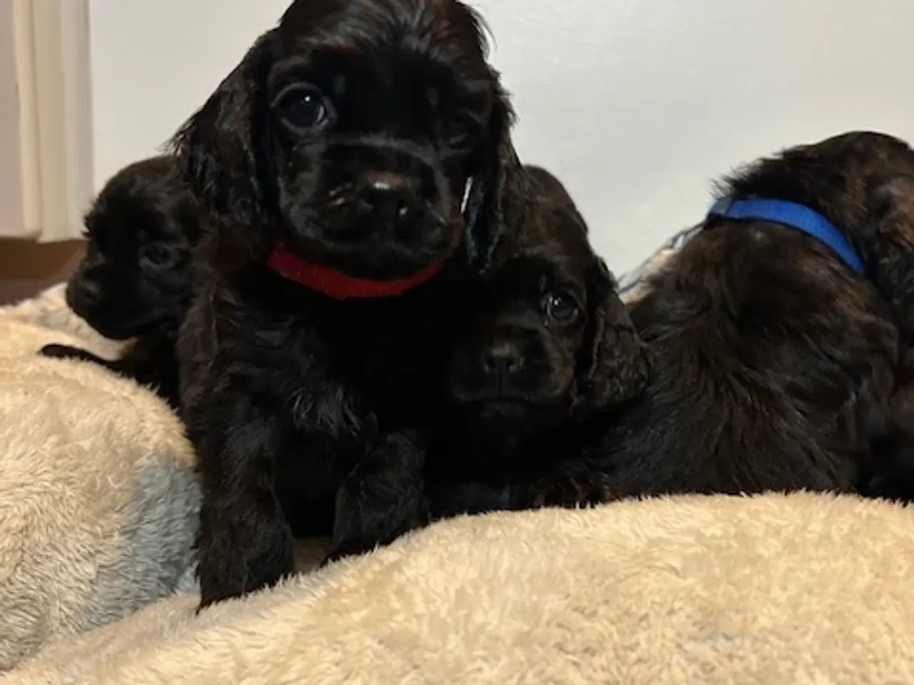 Billede 15 - Amerikansk Cocker hvalpe