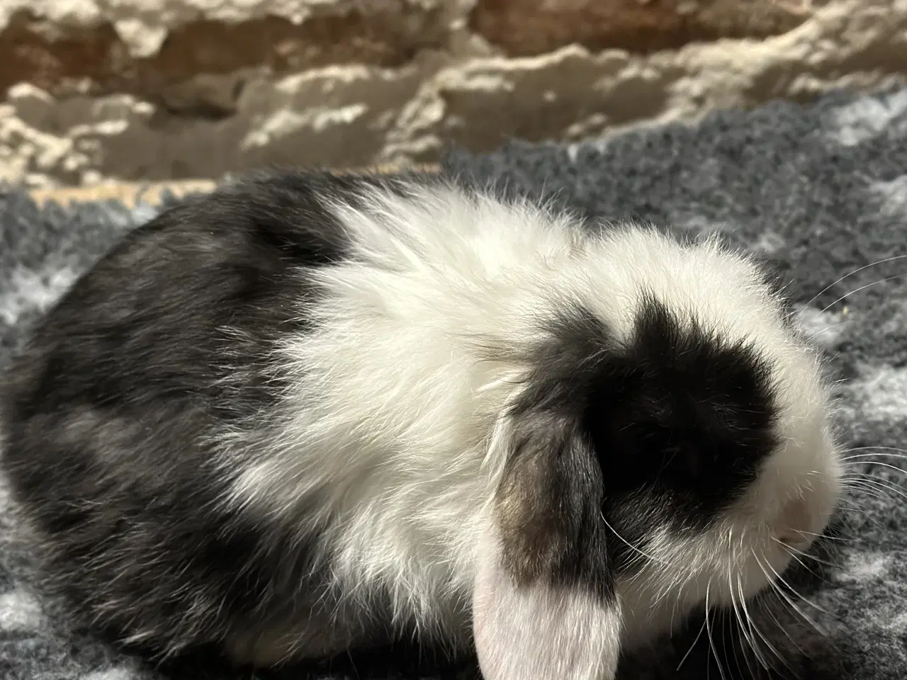 Billede 1 - Minilop hun kaninunge