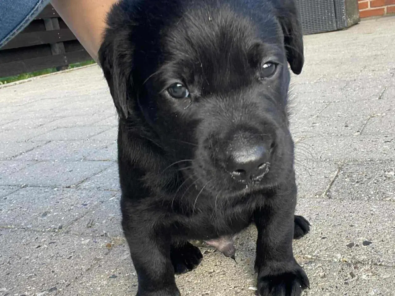 Billede 2 - Hundehvalpe Labrador F1